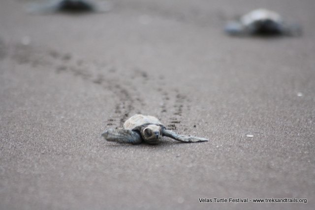 Velas Turtles