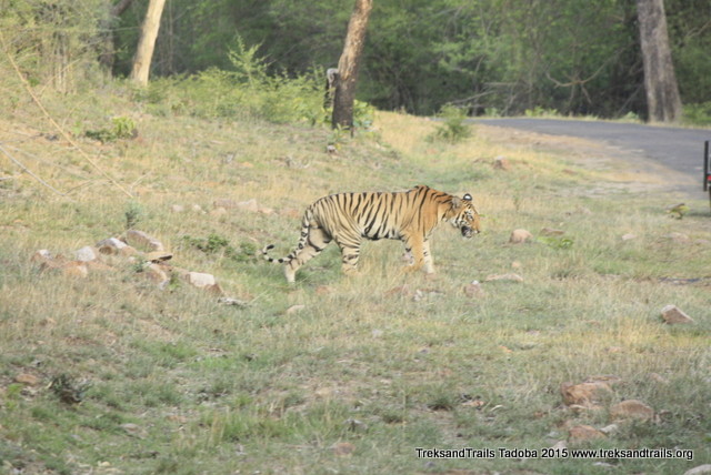 Tadoba Tiger Crossing