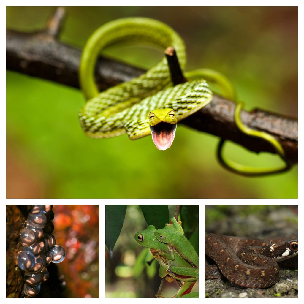 Amboli macro photography tour