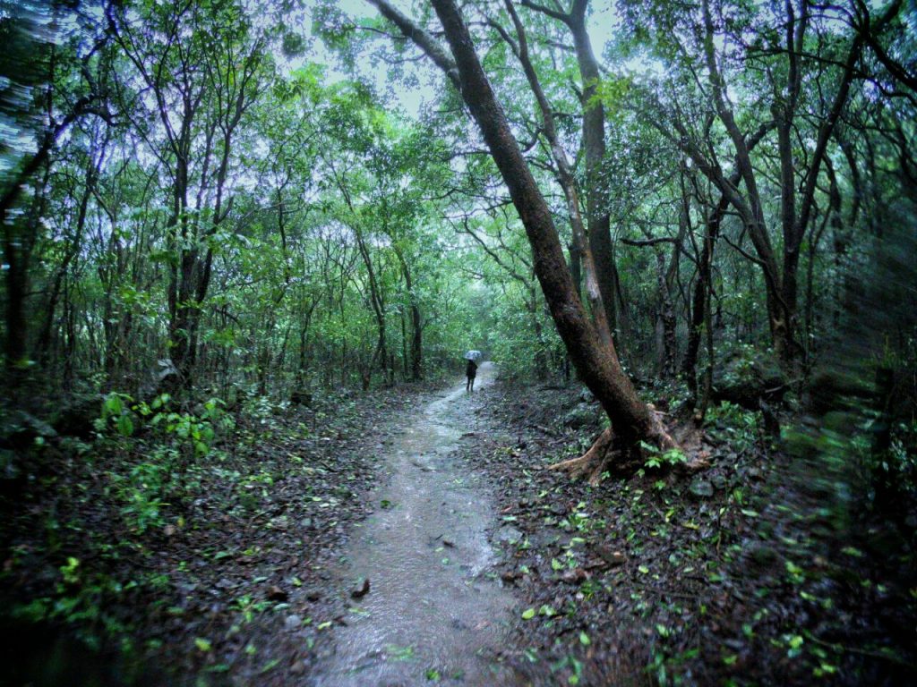 Bhimashankar-Bhorgiri-Jungle-Trail