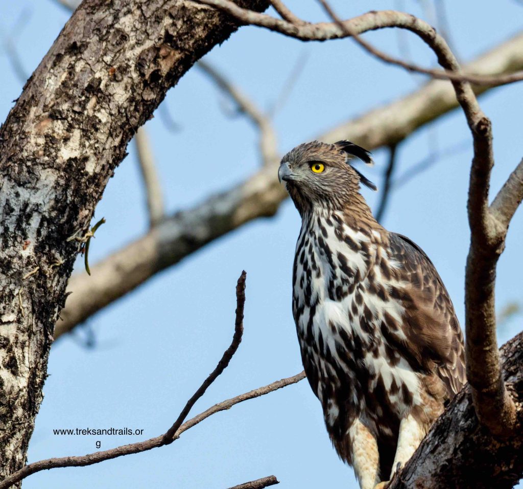 Tadoba Crested Hawk