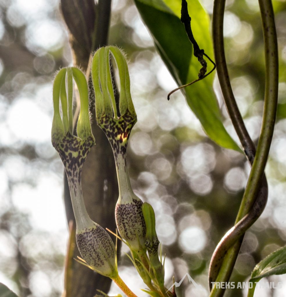 Ceropegia