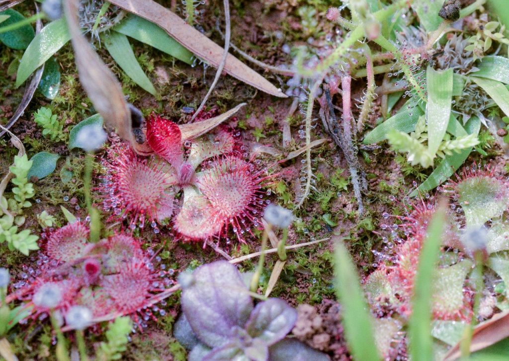 Drosera-Burmani