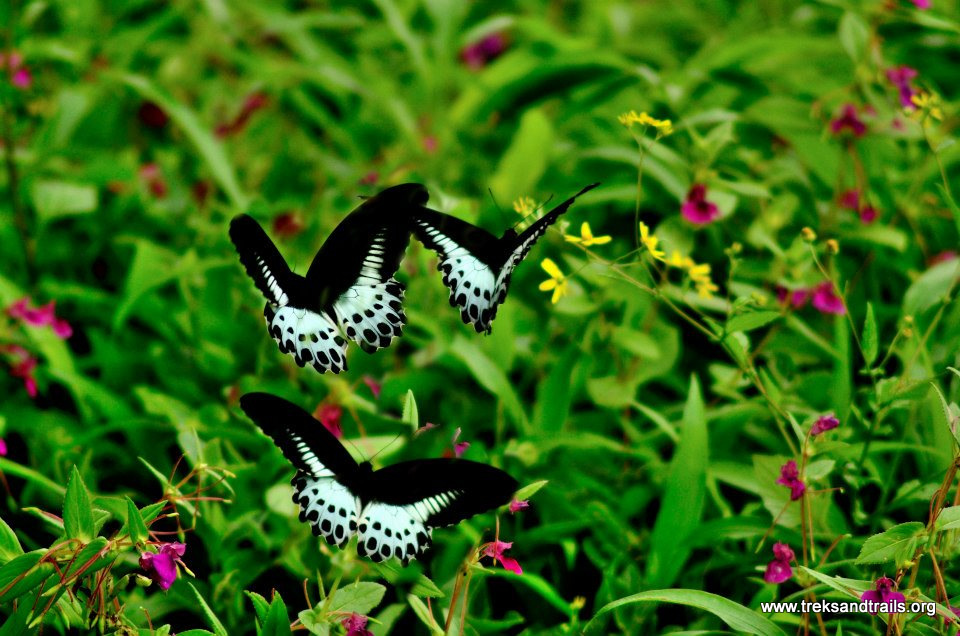 Kaas-Plateau-Butterfly