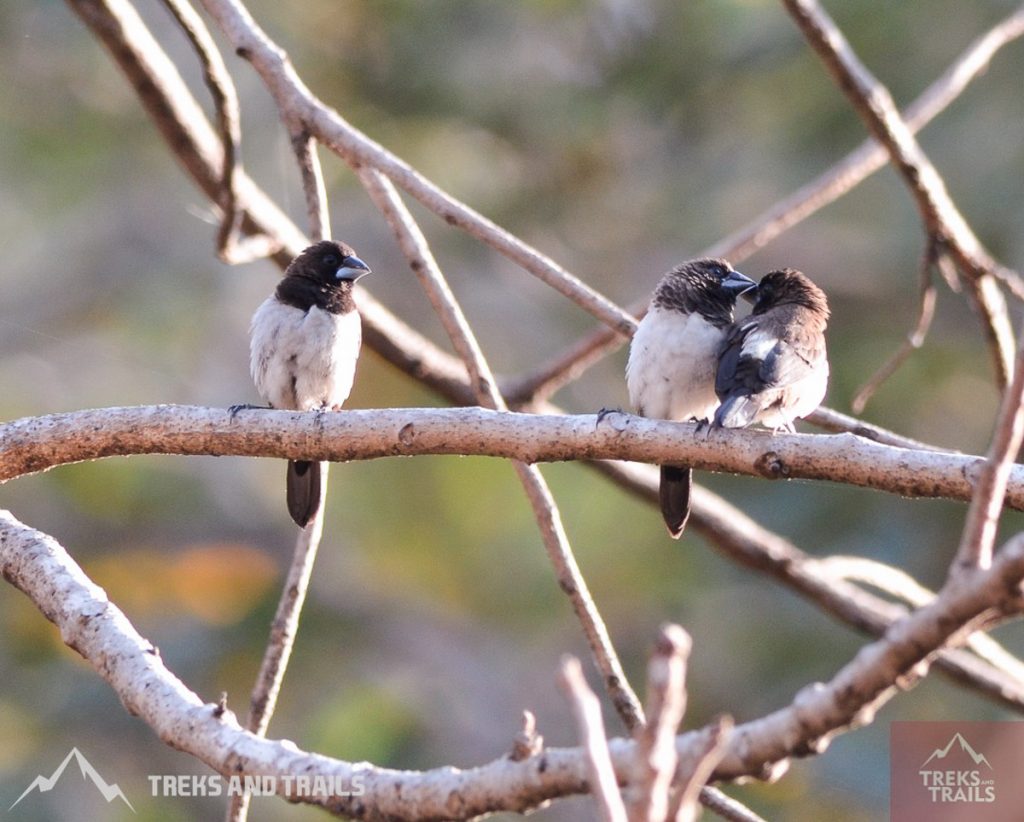 Birding near mumbai