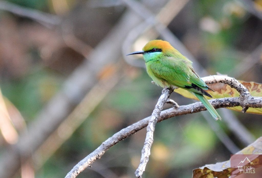 bee-eater-bird 