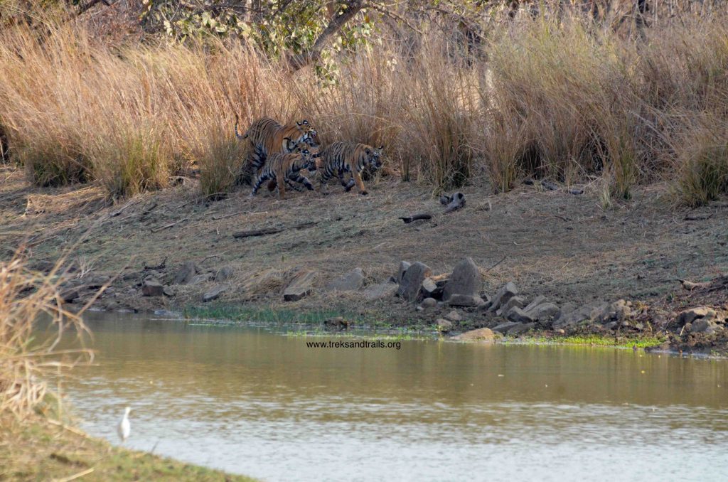 Tadoba Andhari Tiger Reserve