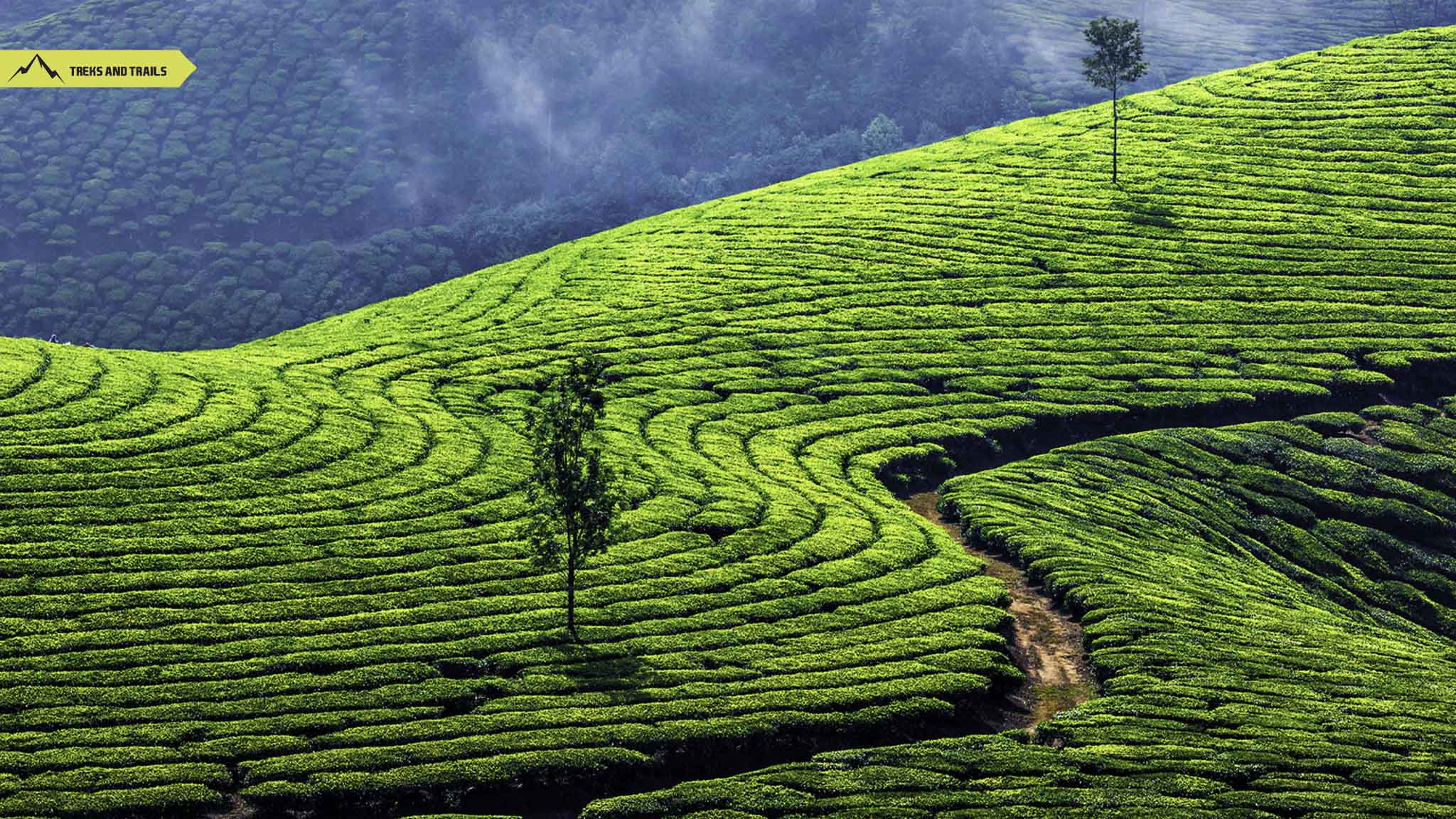 Munnar Tea Plantation, Kerala