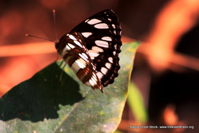 Nagla-Forest-Thane