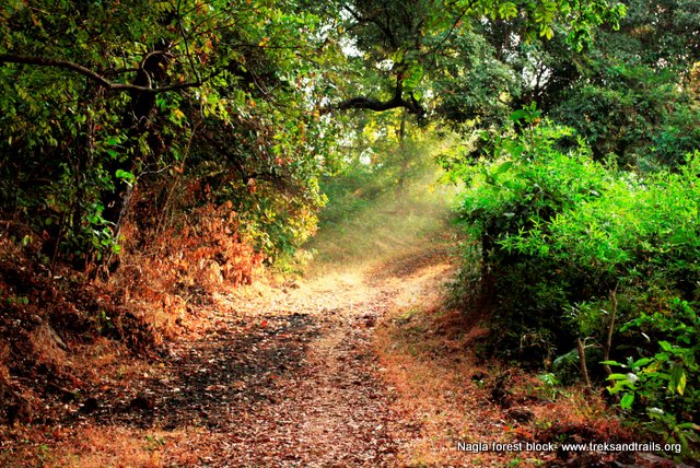 Nagla-Block-Forest