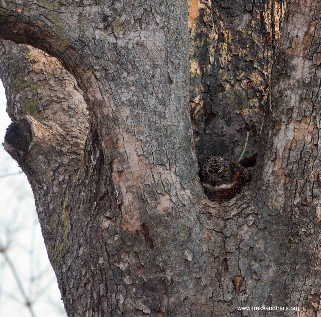 Tadoba Tiger Reserve