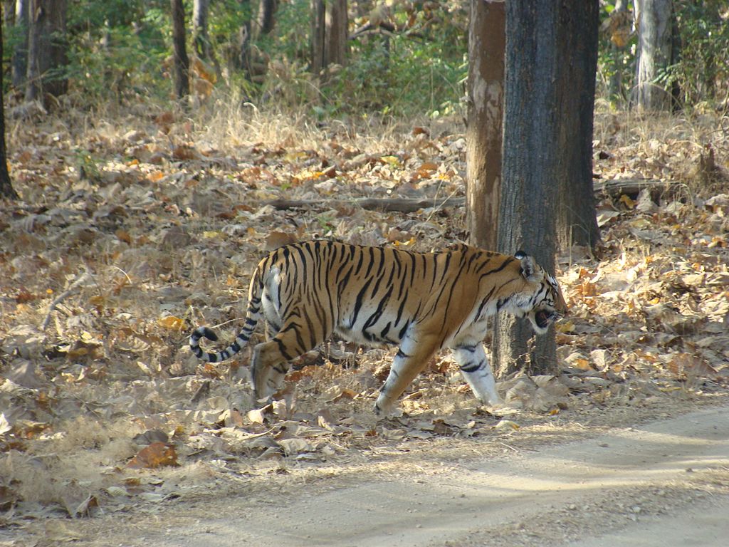 Pench National Park