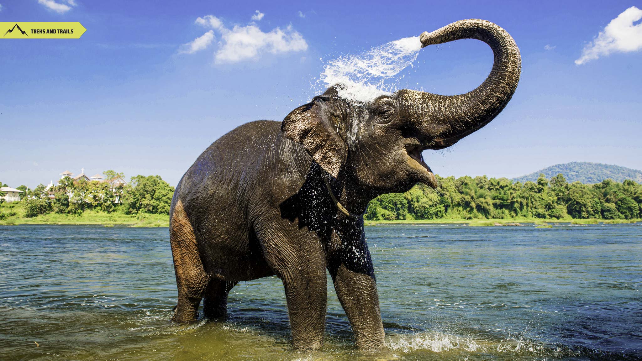 Periyar National Park Elephant