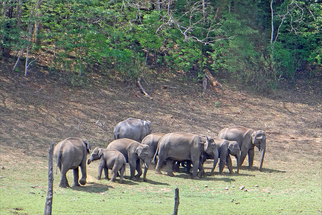 Periyar Wildlife Sanctuary