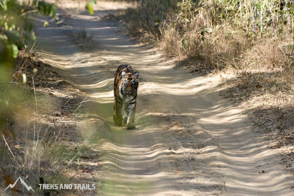 Tadoba Tiger Cub