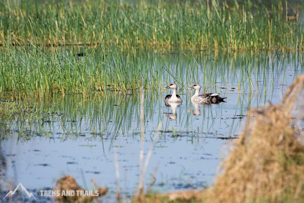 Tadoba Ducks