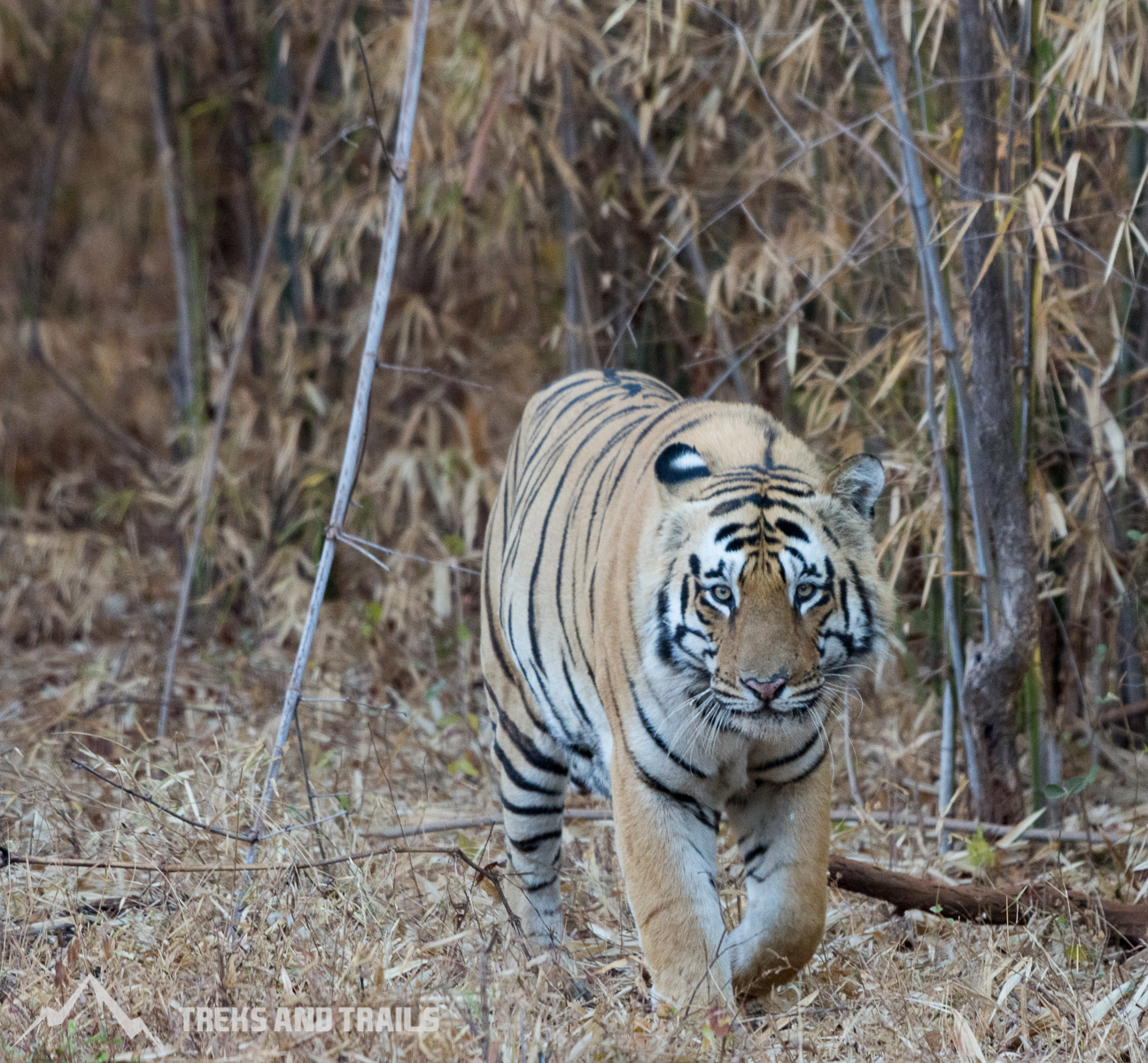 Tadoba-National-Park-2