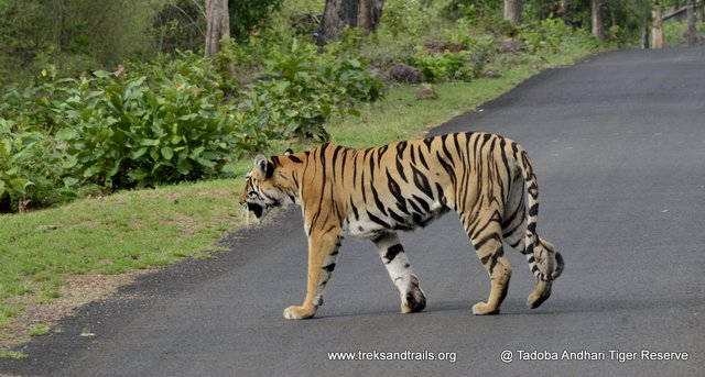 Sonam Tiger Tadoba