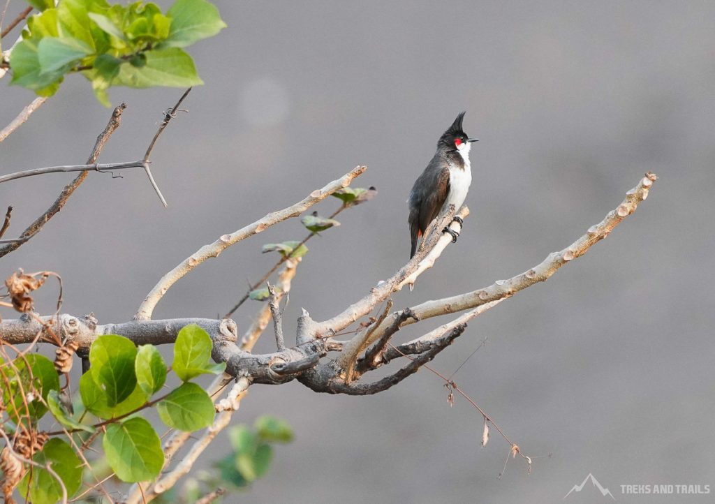 Velas Birding