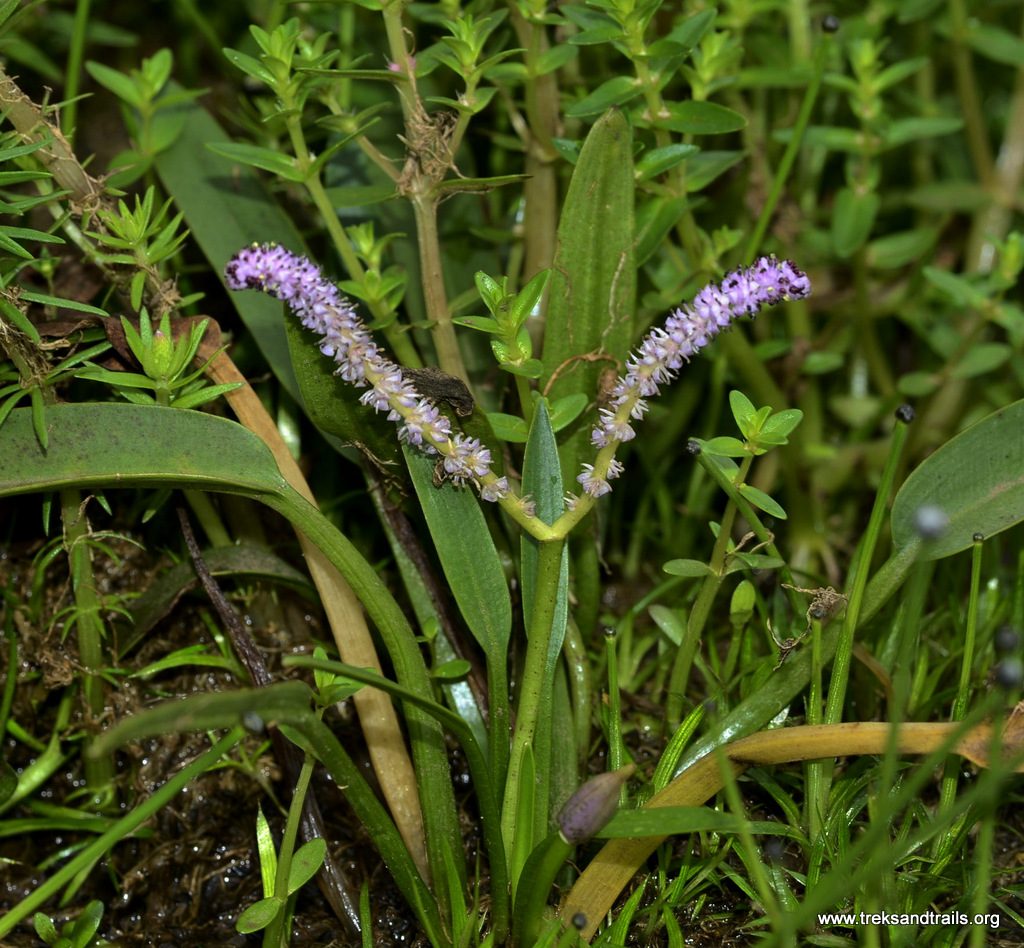 Waytura-Kaas-Plateau