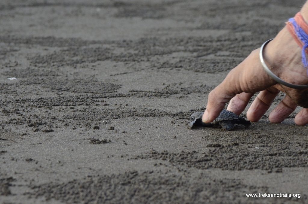 Velas Olive Ridley Turtle