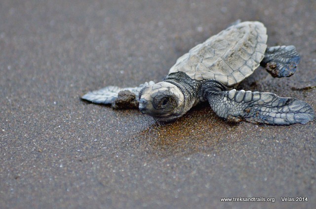 Velas Turtle Festival Blog