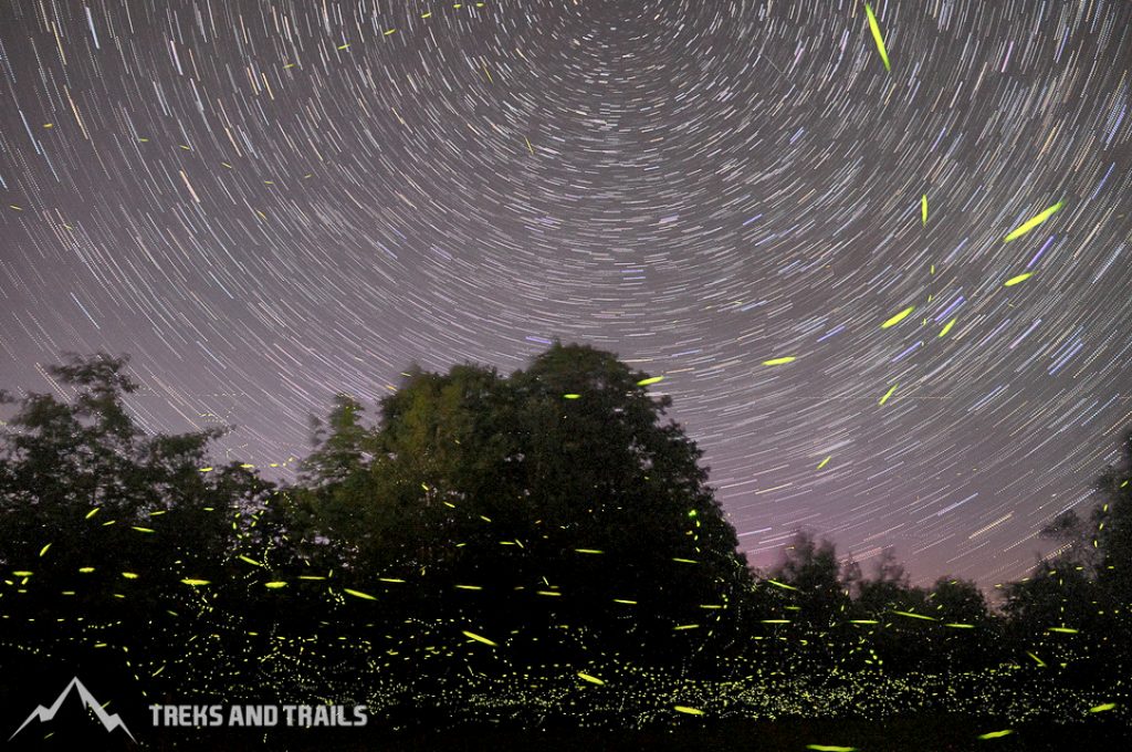 Siddhagad-Fireflies-Festival-Maharashtra