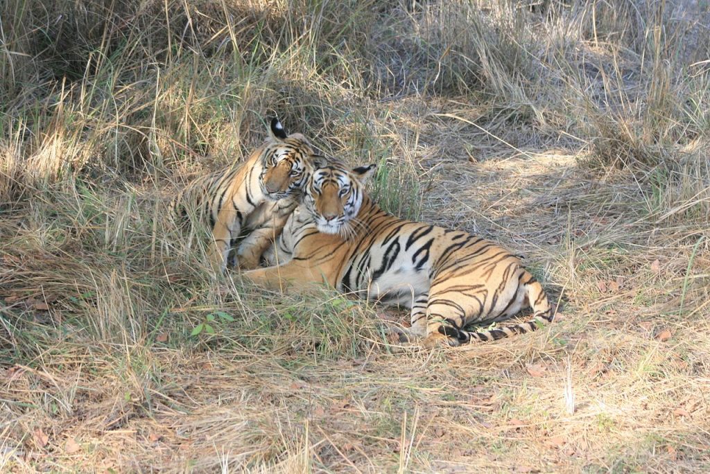 Bandhavgarh-Tiger-National-park