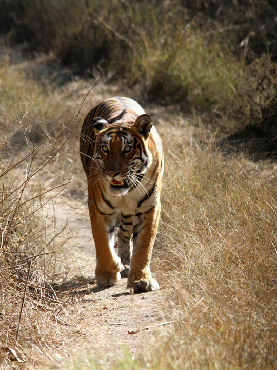 Bandipur-National-park