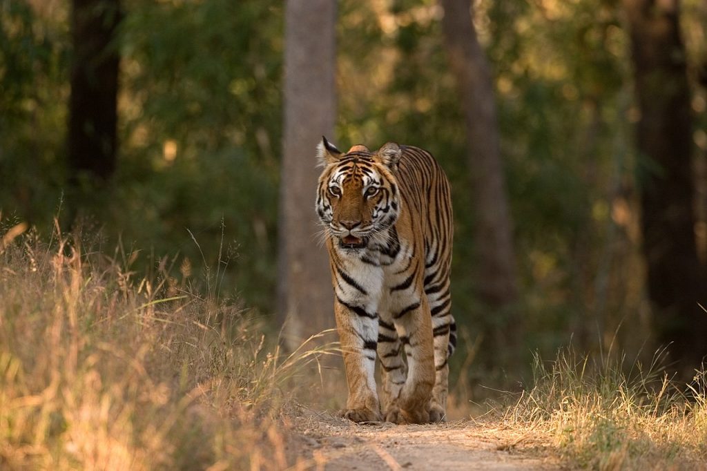 Kanha-Tiger-national-park