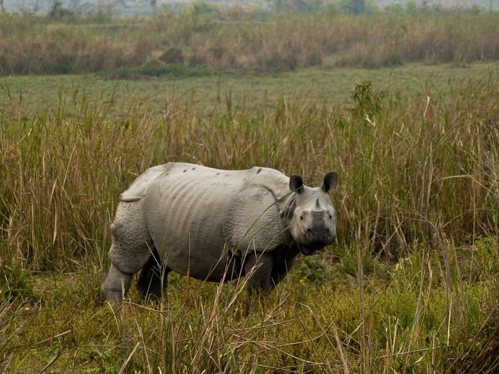 Kaziranga-National-Park