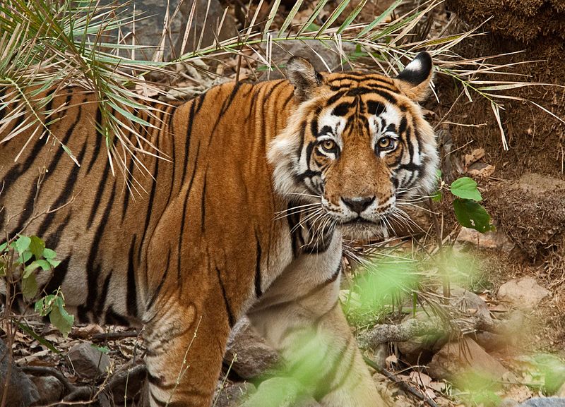 Sariska-Rajasthan