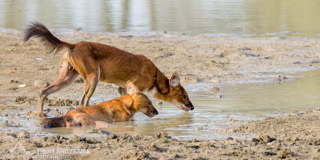 Pench-National-Park