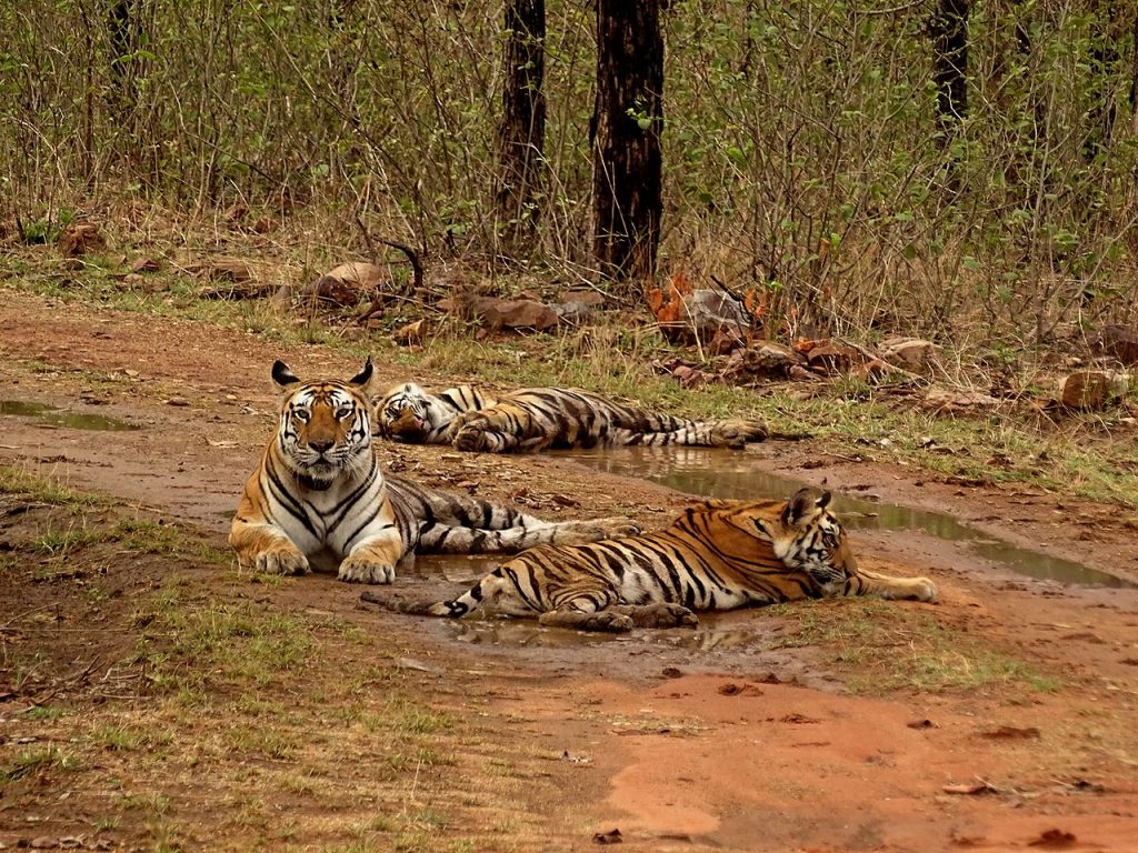 Tiger-National-park-india-1