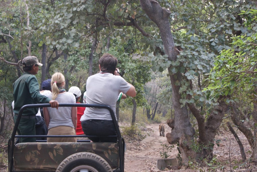 Tiger-National-park-ranthambore