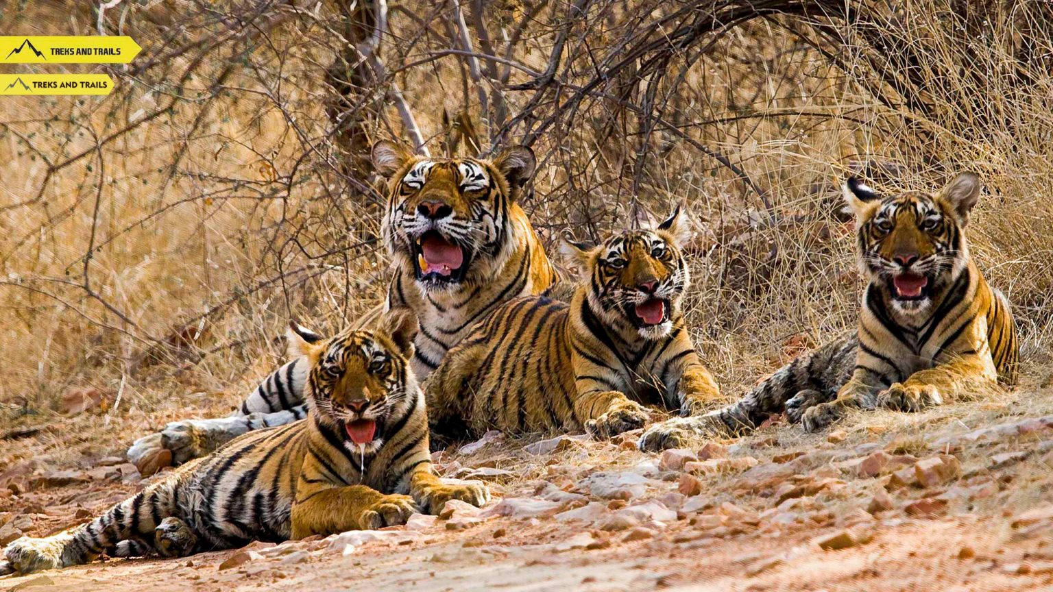 Ranthambore national park