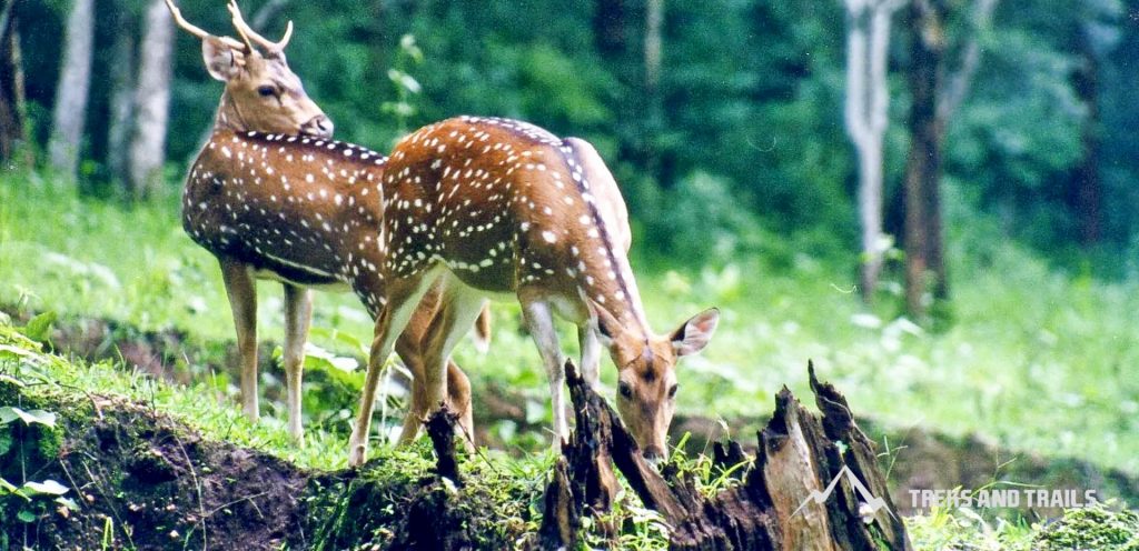 Dudhsagar-Waterfall-Trek-Wildlife