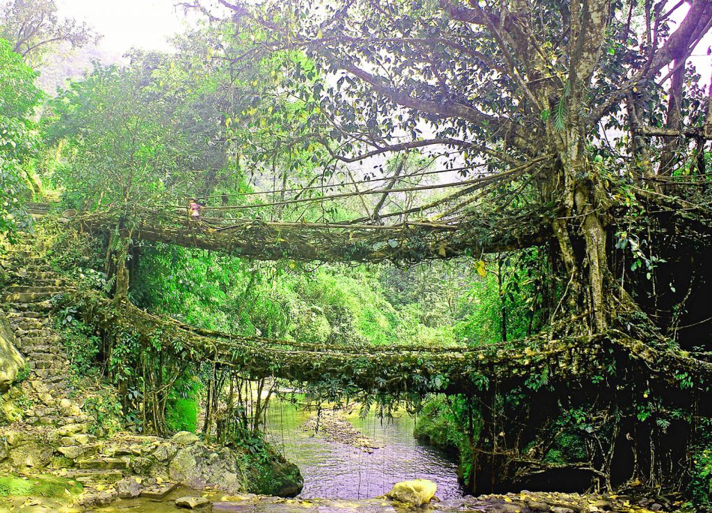 Living-Root-Bridge