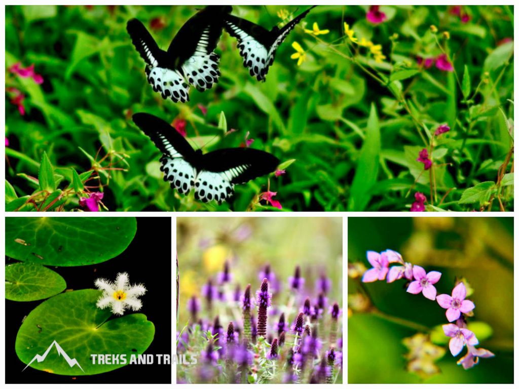 Kaas-Plateau-Valley-of-flower