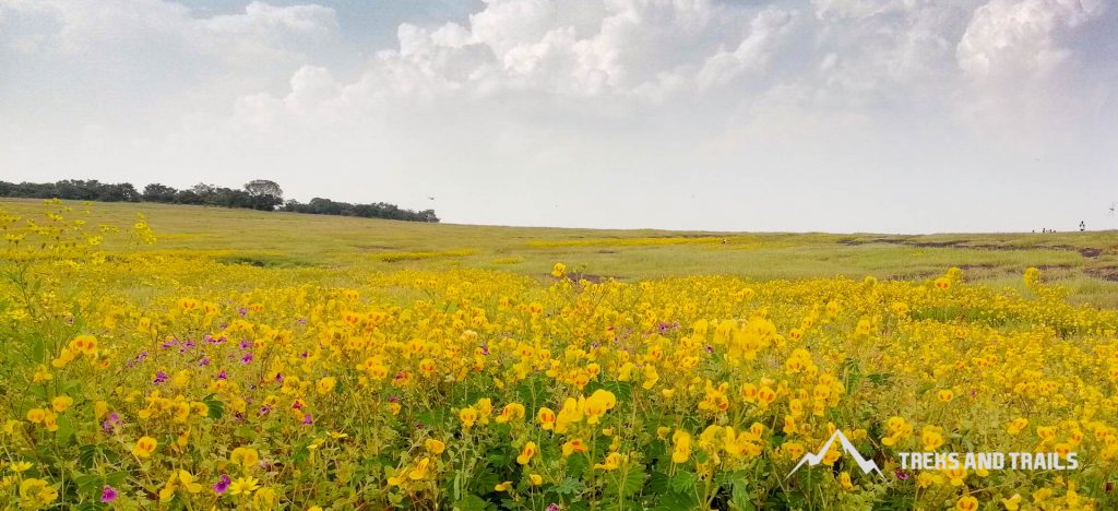 Kaas-Plateau