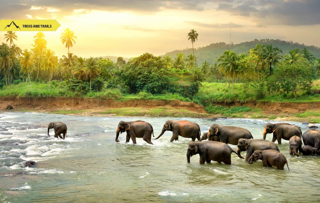 Sri-Lanka-Elephants