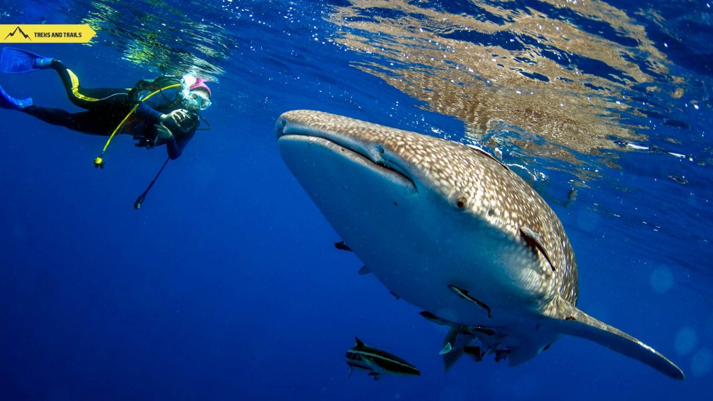 Koh-Tao-White-Shark-Diving