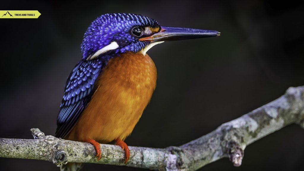 Blue-eared-kingfisher