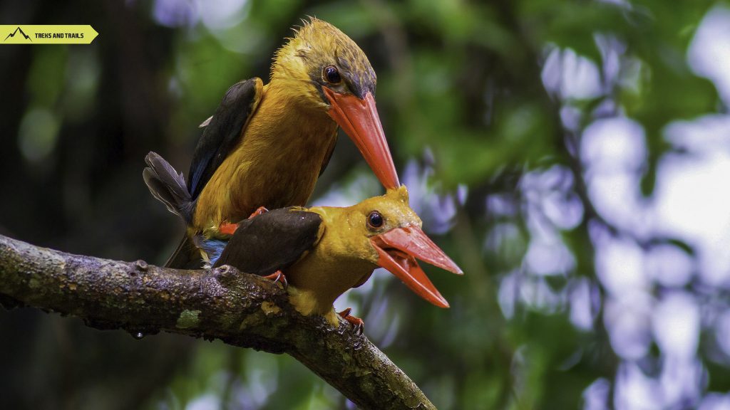 Brown-winged-Kingfisher