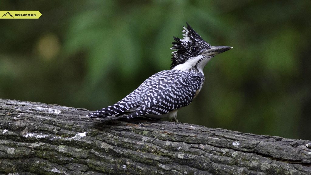 Crested-Kingfisher