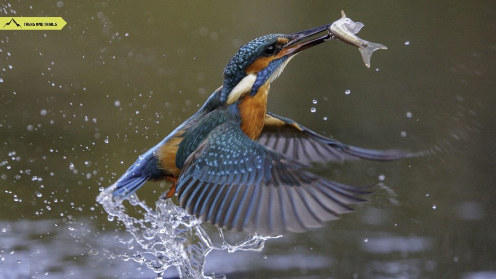 Kingfisher