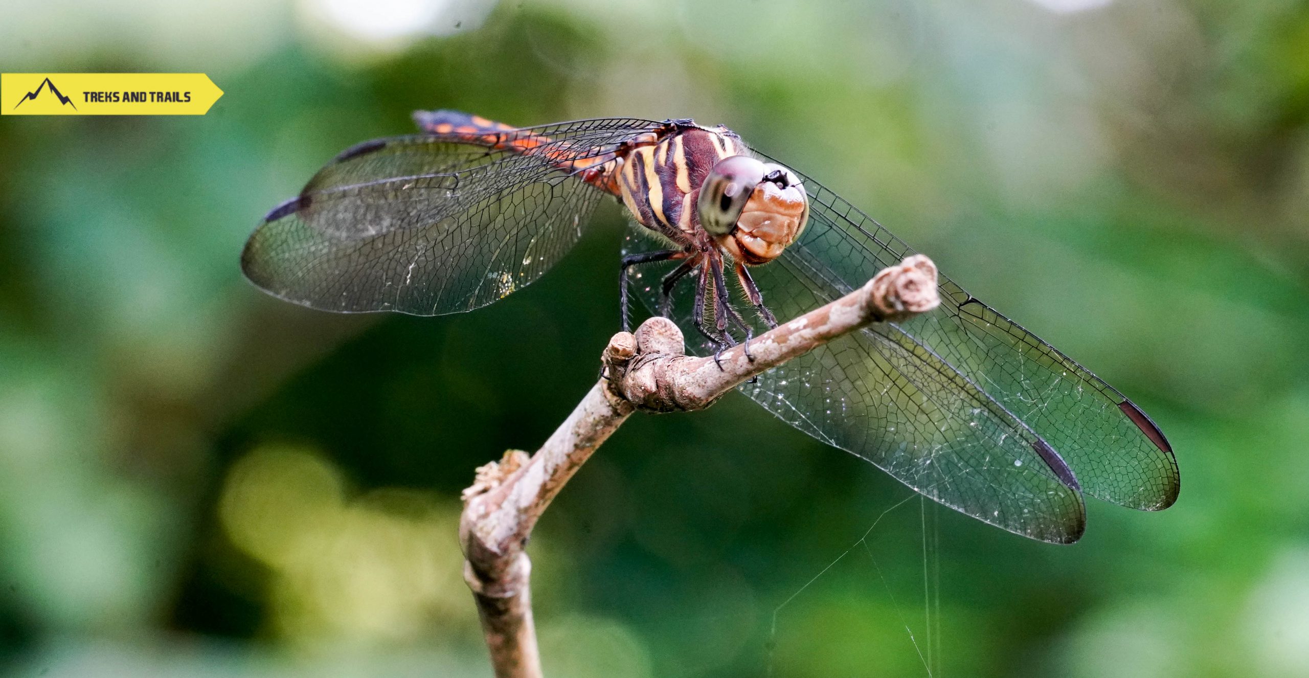 Dragonfly