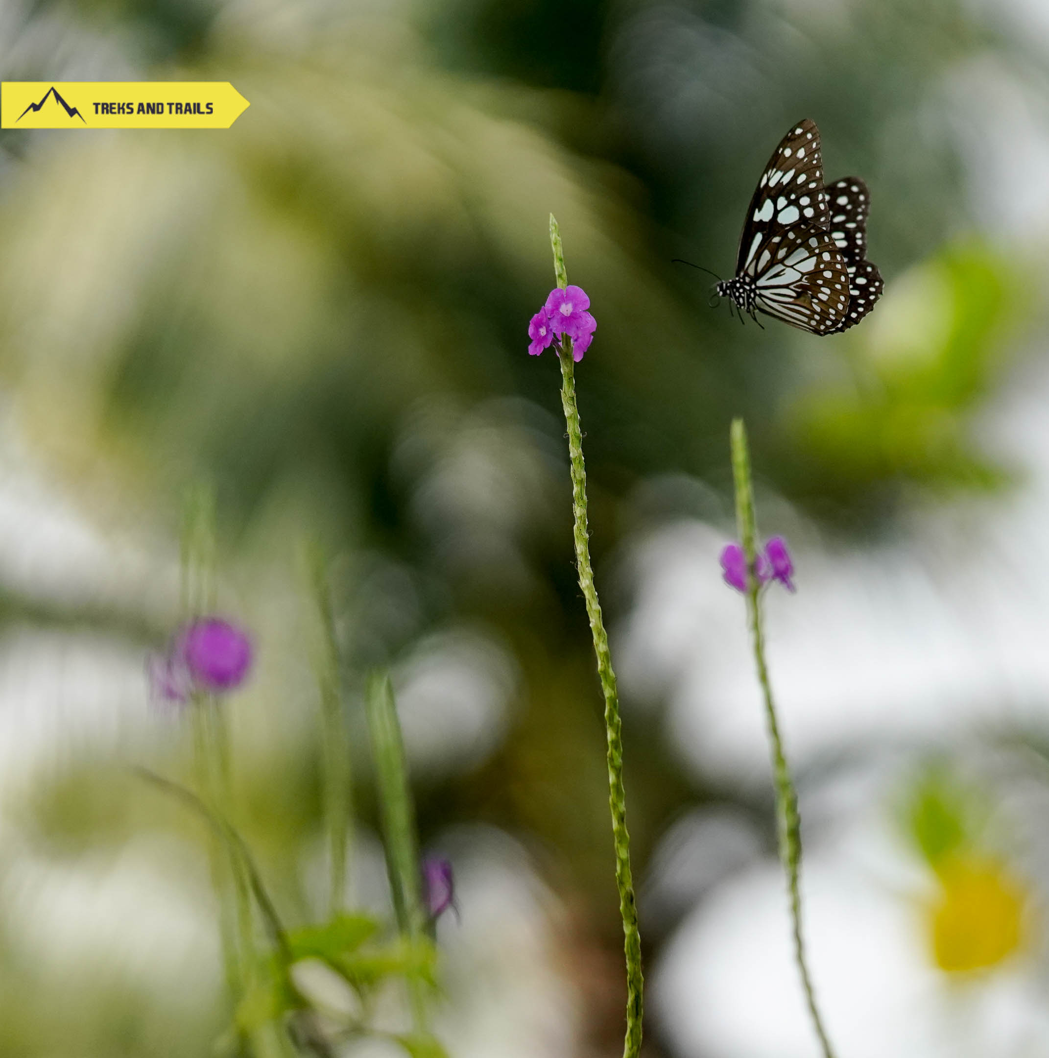 Ovalekar-Wadi-Butterfly-Park (15 of 51)