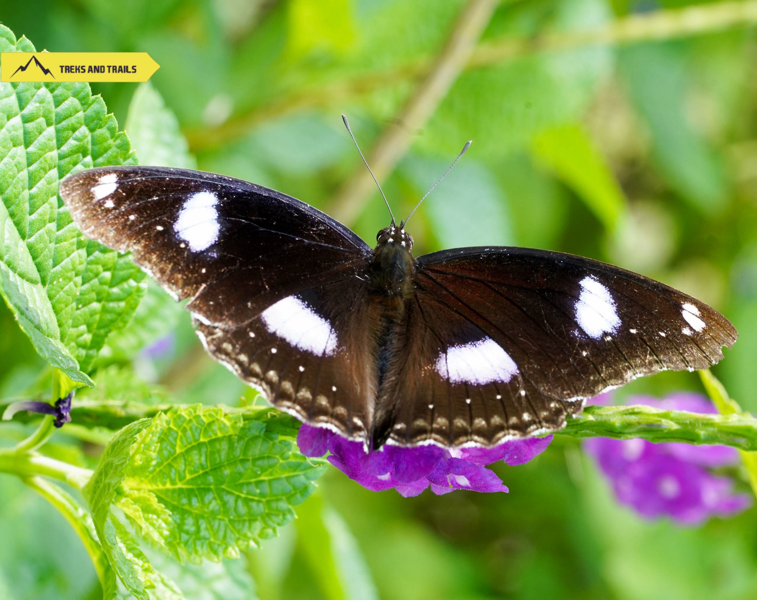 great-eggfly-butterfly