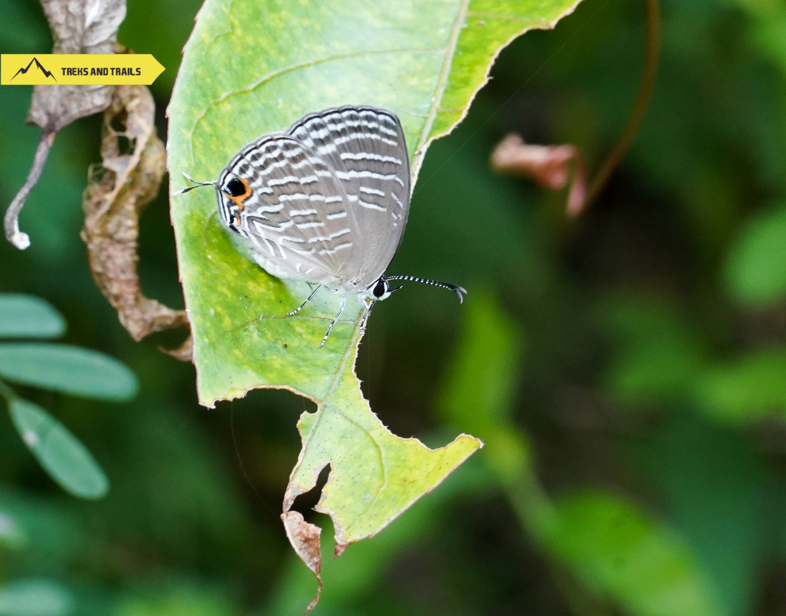 Ovalekar-Wadi-Butterfly-Park-Thane